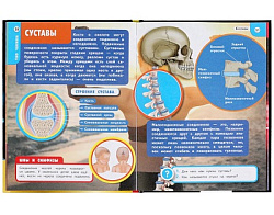310962  Тело человека. Хочу все знать. Энциклопедия А5. 165х215мм, 96 стр., тв. переплет Умка  в кор