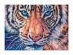 Алмазные узоры. Тигр 30*40см арт. 06720