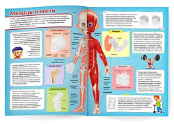 Атлас с наклейками. Тело человека. 21х29,7 см. 16 стр. ГЕОДОМ (ISBN 978-5-907093-95-9)